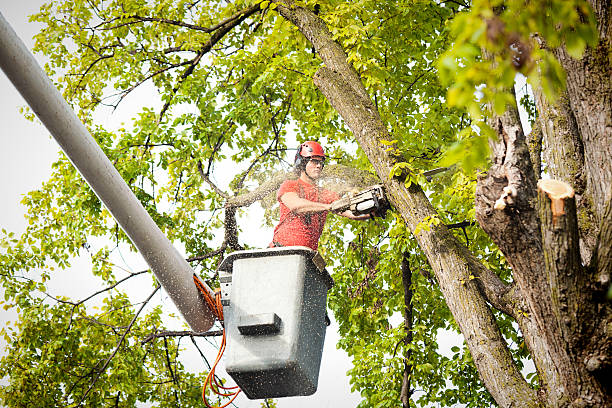Gallitzin, PA Tree Care Company